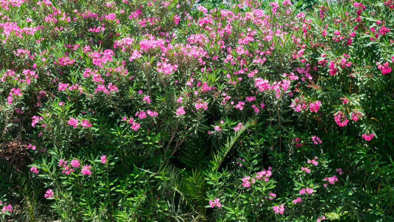 Why Mediterranean Gardeners Never Prune Oleanders Like We Do (And Why They’re Right)